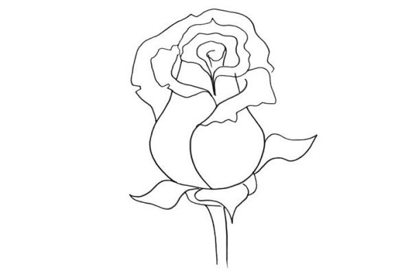 Draw beautiful pink roses in simple steps