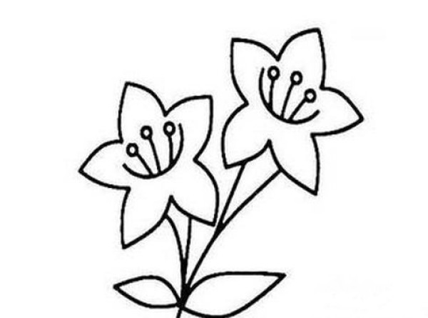 Simple drawing material of lily flowers Complete collection of simple drawings of lily flowers