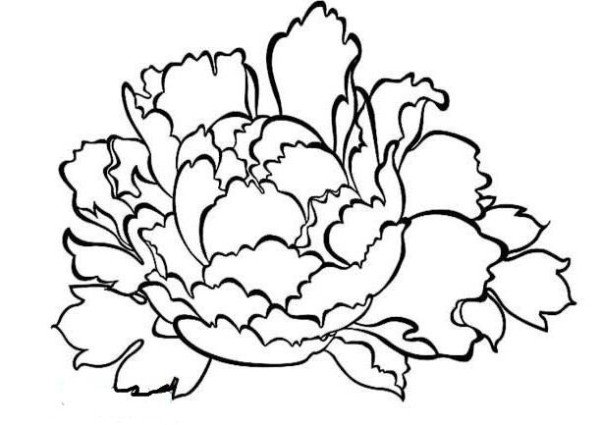 Childrens simple drawing of flowers, how to draw peonies