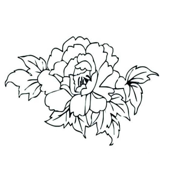 Flower simple drawing, peony flower simple drawing picture collection