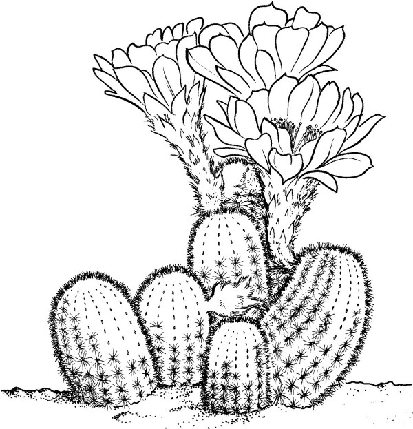 cactus