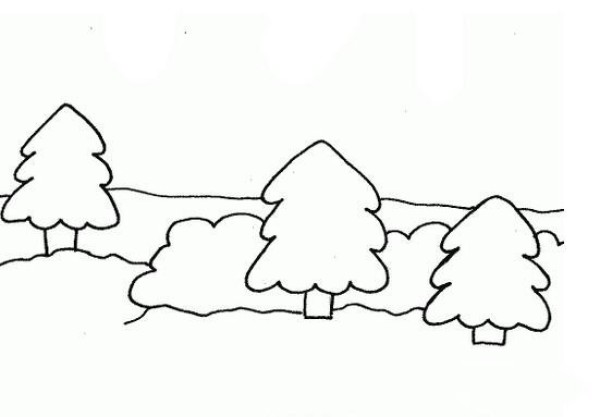 Simple picture of pine forest