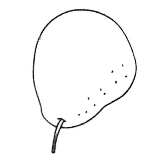 A collection of simple drawing pictures of a group of pears