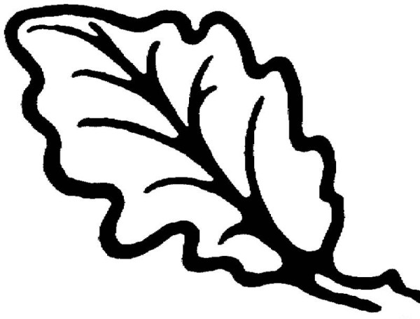 How to draw oak leaves