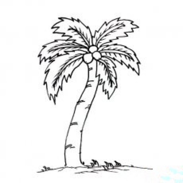 Childrens simple drawing picture of coconut tree