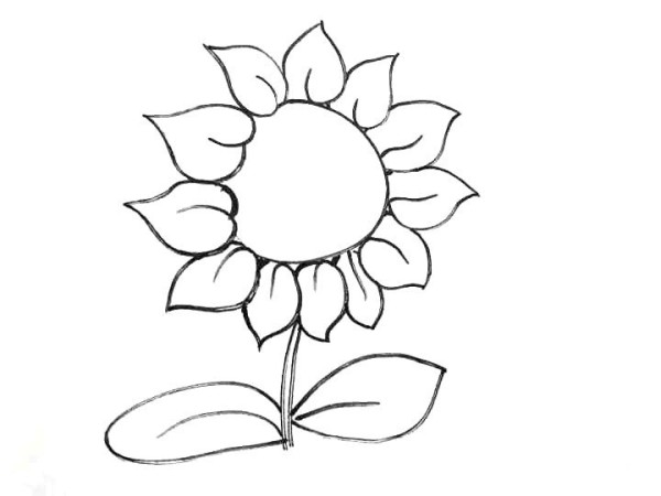 How to draw a sunflower in eight steps