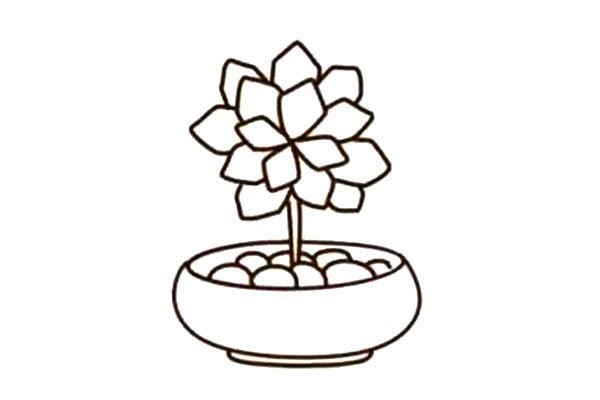 Beautiful succulents simple drawing 1