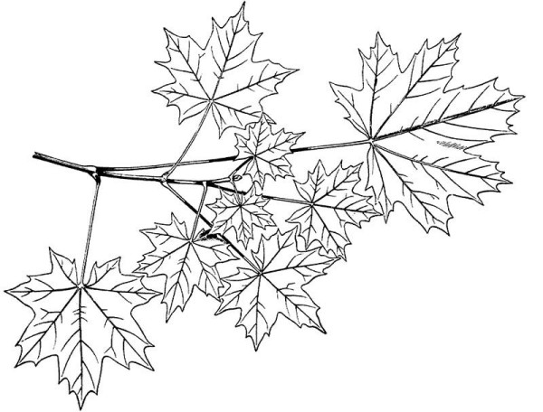 How to draw beautiful maple leaves