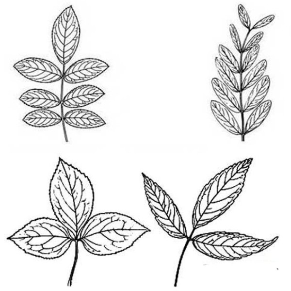 Simple drawings of four different leaves