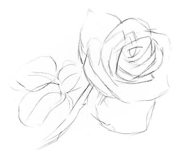 Drawing Techniques of Sketching White Roses