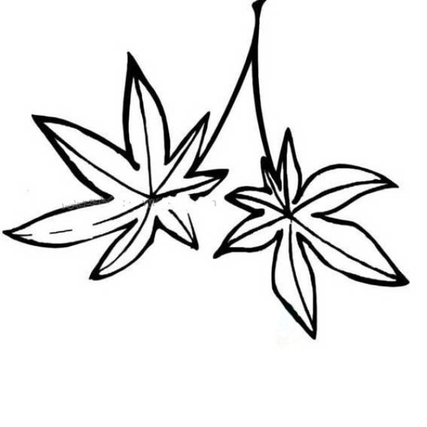 Simple drawing pictures of maple leaves