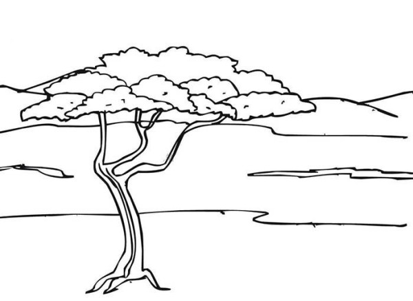 Acacia tree simple drawing picture