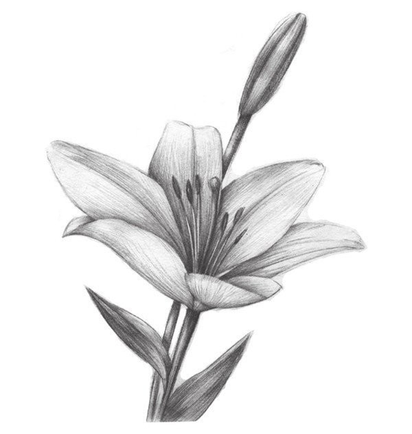 Sketch lily painting techniques