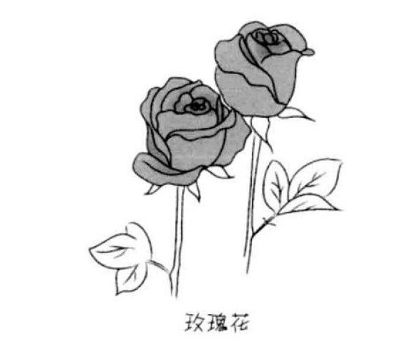 Simple and beautiful rose flower sketch