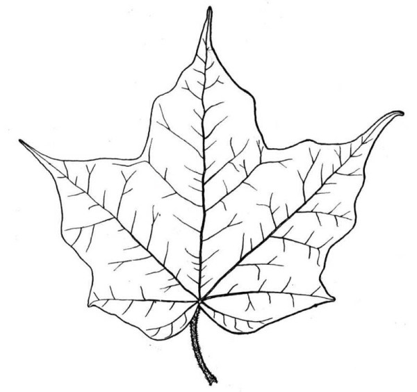 How to draw maple leaves