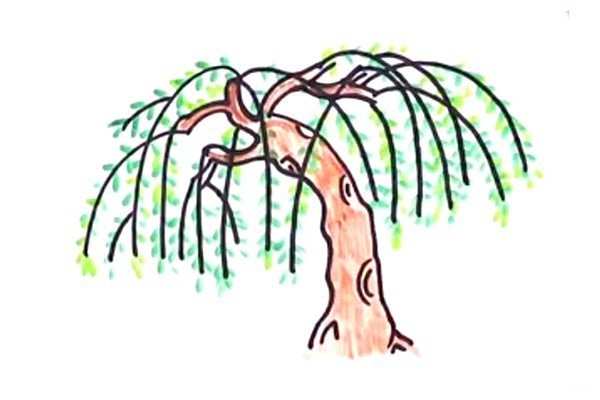 How to draw a willow tree in simple strokes