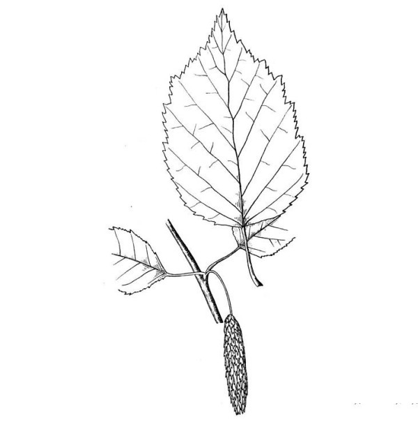 How to draw birch leaves