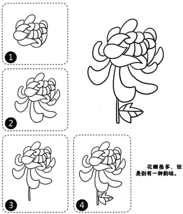 Beautiful chrysanthemum simple strokes picture steps