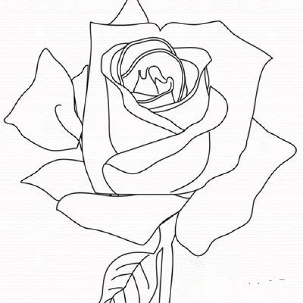 Simple drawing pictures of roses in 2016