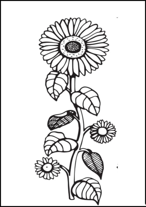 7 simple drawing pictures of sunflowers