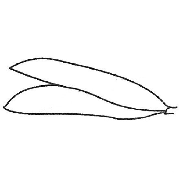 Complete collection of simple pea drawings and drawing steps