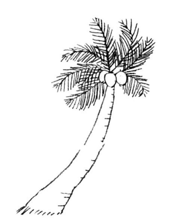 Simple coconut tree drawing tutorial