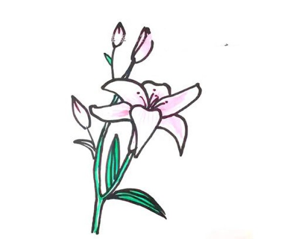 Draw a beautiful lily