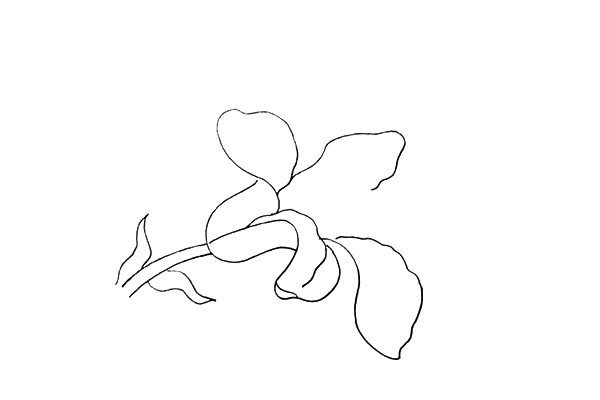 How to draw a lily