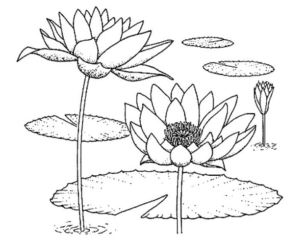 Simple drawing of lotus in the pond