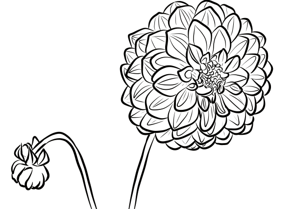 Dahlia simple strokes picture