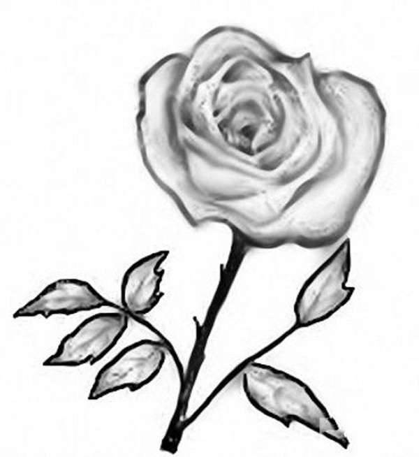 Exquisite simple drawing pictures of roses