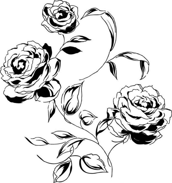 Exquisite simple drawing pictures of roses