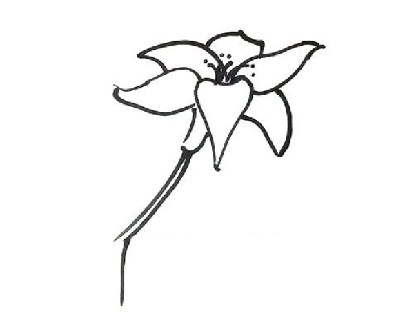 Draw a beautiful lily