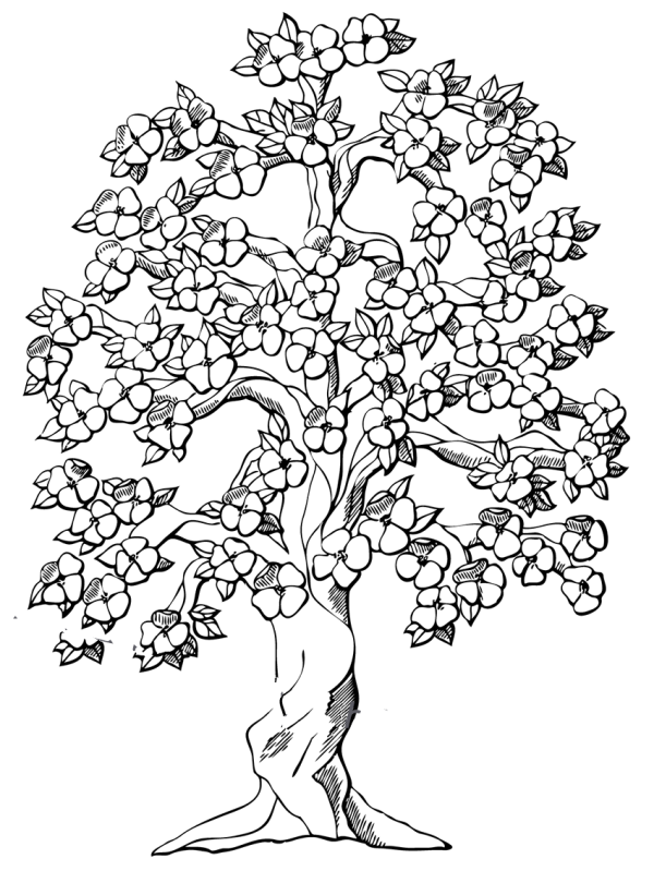 How to draw a blooming apple tree