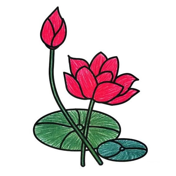 Simple drawing of big green lotus leaf and big red lotus