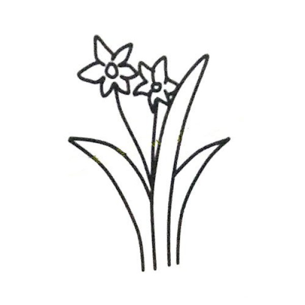 Learn to draw daffodils step by step