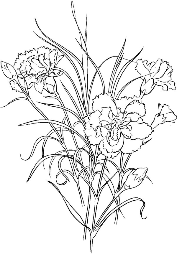 Learn to draw carnations