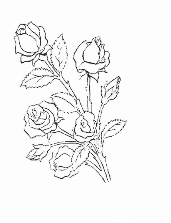 Complete collection of simple drawings of flowers, simple drawings of roses