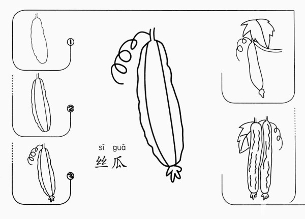 How to draw loofah