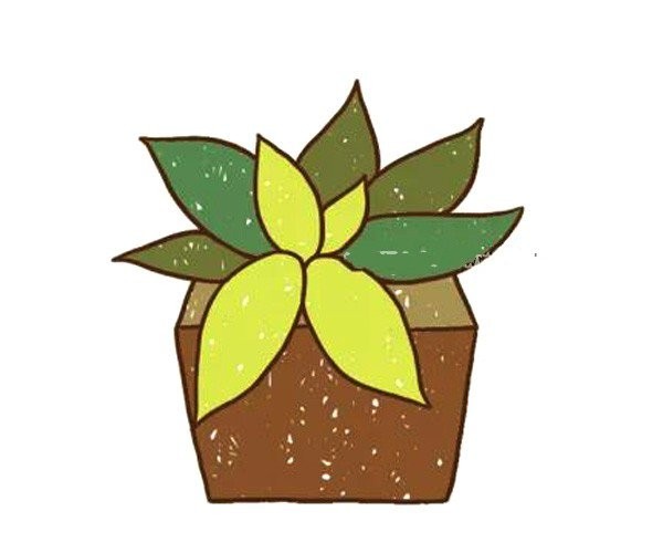 Simple drawing of beautiful succulent potted plants