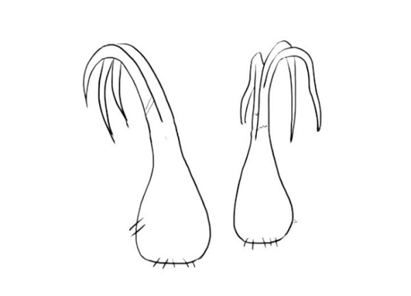 Simple drawing pictures of garlic seedlings