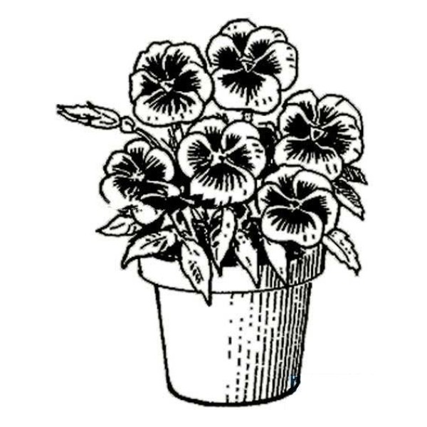 Simple drawing of a pot of beautiful flowers