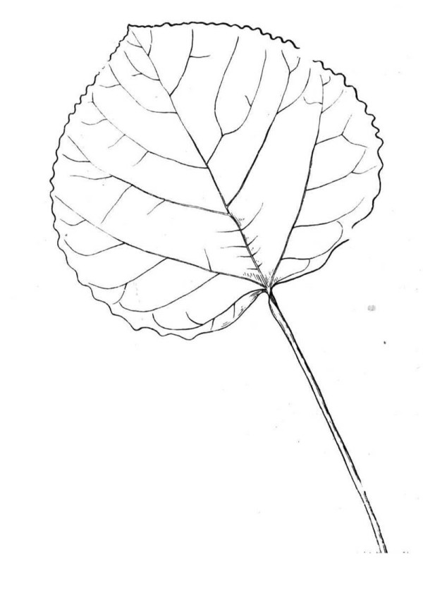 How to draw poplar leaves