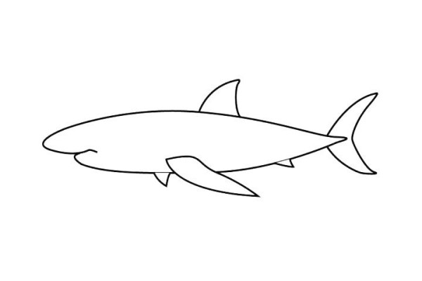 How to draw a great white shark