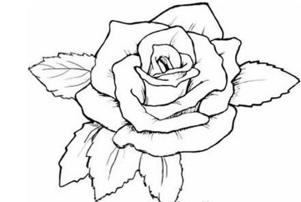 Hand drawn red big rose flower