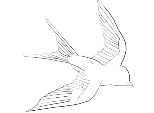 Illustration of steps to draw a little swallow in simple strokes