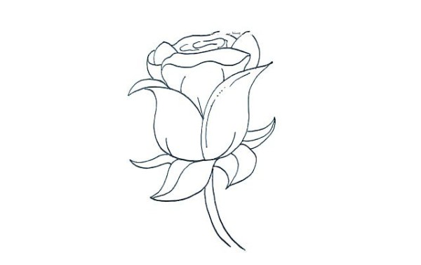 Detailed steps for drawing simple strokes of roses