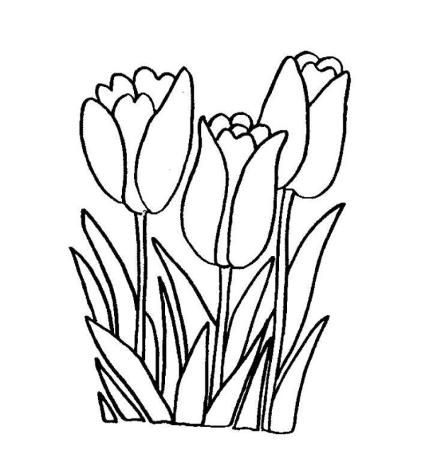 How to Draw Tulips