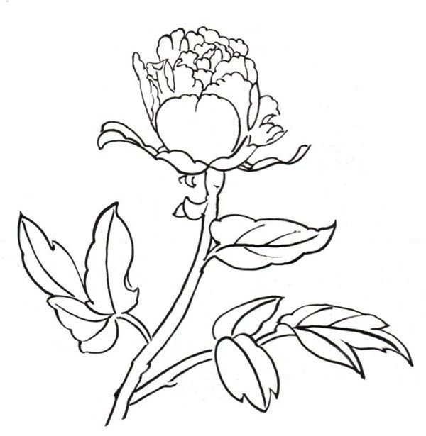 Drawing Tutorial of Line Drawing Peony