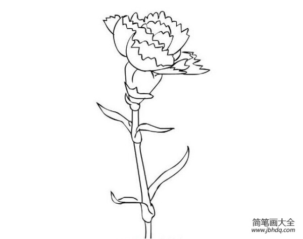 Carnation simple drawing sketch material appreciation